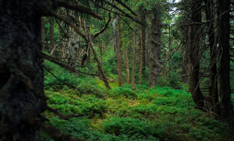 зелената магия на гората